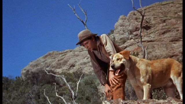 File:Old Yeller and Travis.jpg