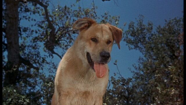 File:Old Yeller pic. 17.jpg