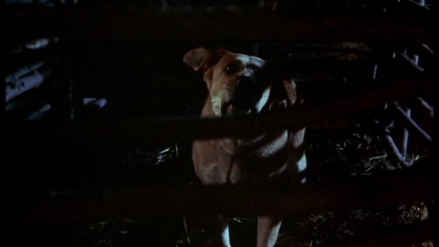 File:Old Yeller pic. 37.jpg