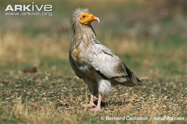 File:Egyptian-vulture-on-ground.jpg