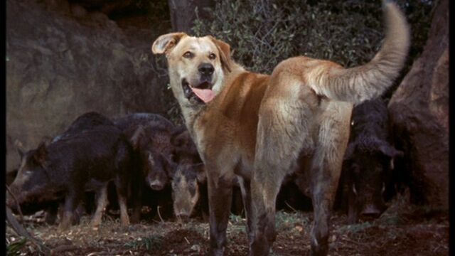 File:Old Yeller vs Wild Boars.jpg