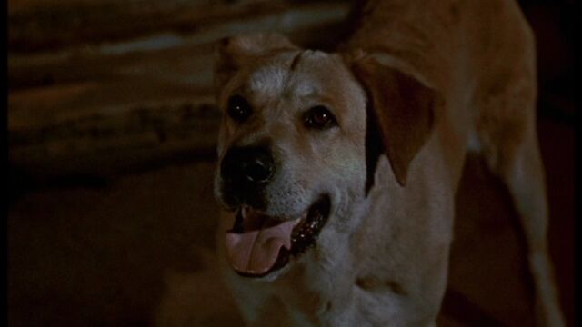 File:Old Yeller pic. 9.jpg