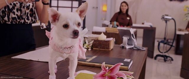 File:1000px-Chihuahua-disneyscreencaps com-51.jpg