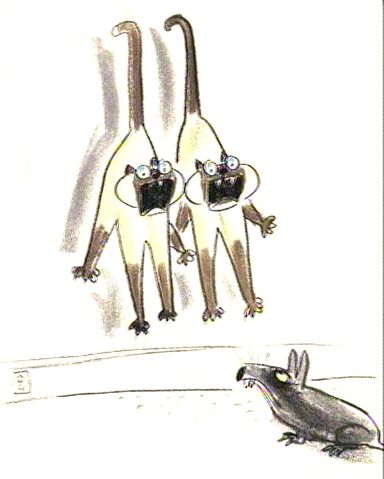 File:Si and Am Rat.jpg