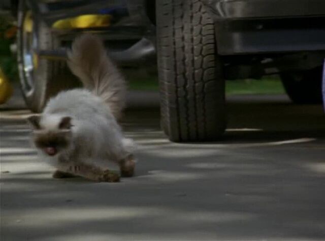 File:Homeward-bound2-disneyscreencaps.com-688.jpg