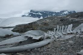 Whale Graveyard