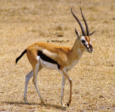 File:Gazelle-8.jpg