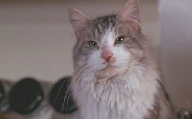 File:Thatdarncat9703.jpg