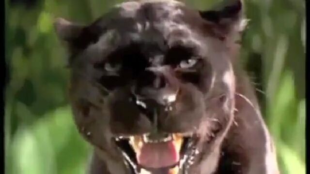 File:Bagheeranewjunglebook.jpg