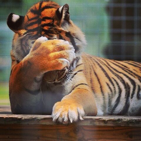 File:Tigerfan45 facepalm.jpg