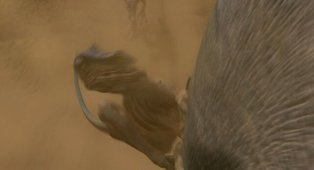 File:Dinosaur-disneyscreencaps com-2835.jpg
