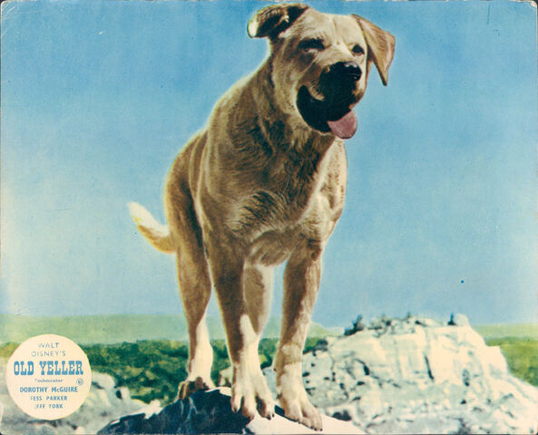File:Old Yeller Lobby Card.jpg