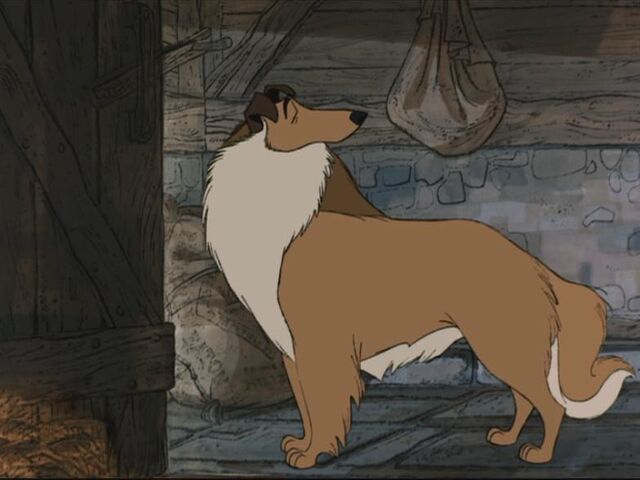 File:Collie.jpg