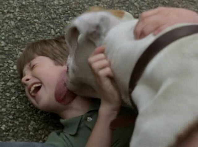 File:Homeward-bound2-disneyscreencaps.com-8865.jpg
