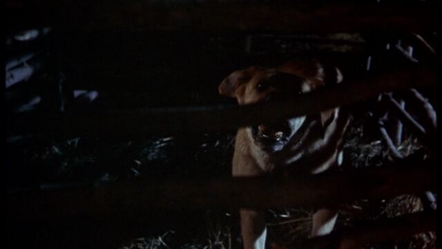 File:Old Yeller pic. 39.jpg