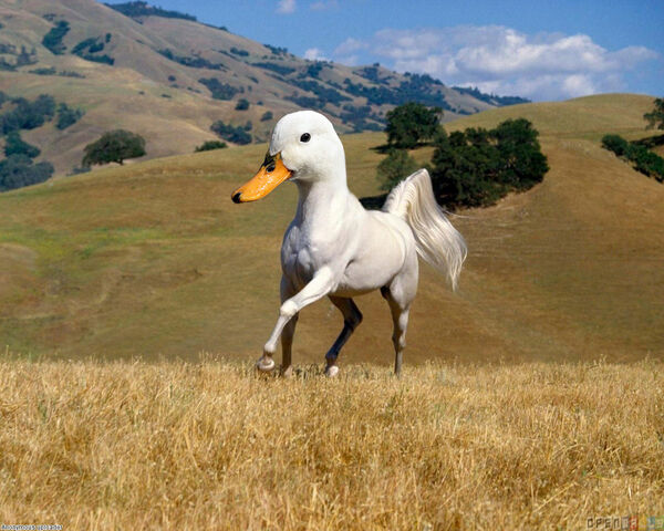 File:Funny-Duck-60.jpg