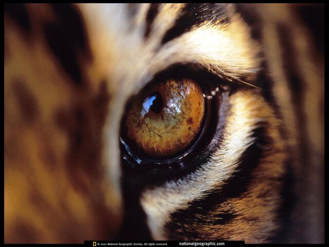File:Tiger-Eye-amur-tigers-27143749-1024-768.jpg