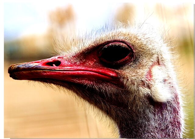 File:Ostrich head.jpg