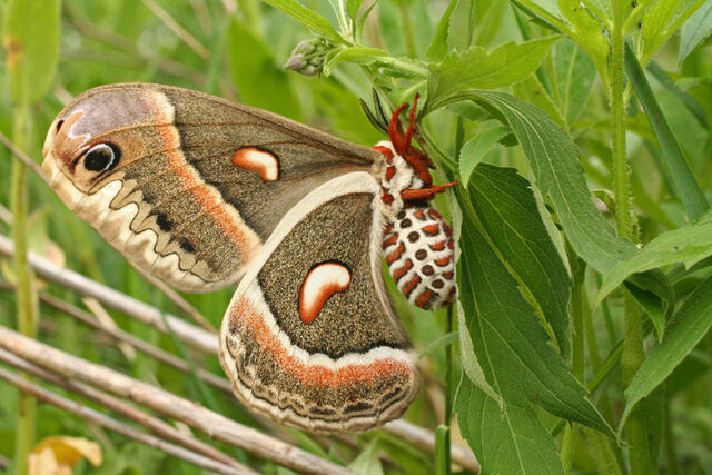 File:Cecropia-moth.jpg