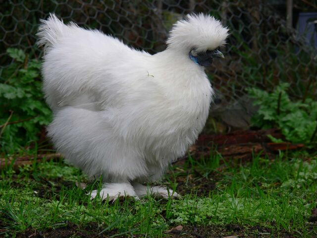 File:SILKIE.jpg