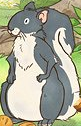 Little Gray Squirrel