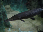 Alligator Gar