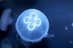 Moon Jellyfish