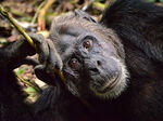 Chimp, Kibale, Uganda
