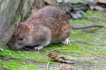 Brown Rat