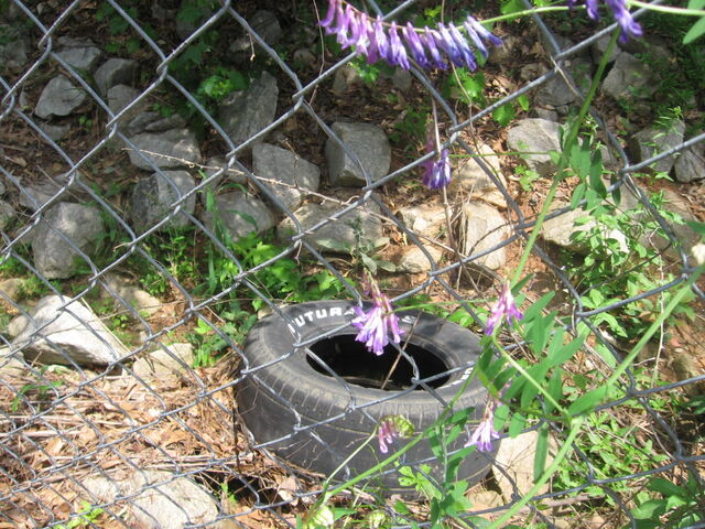 File:Nature Trail 030.jpg