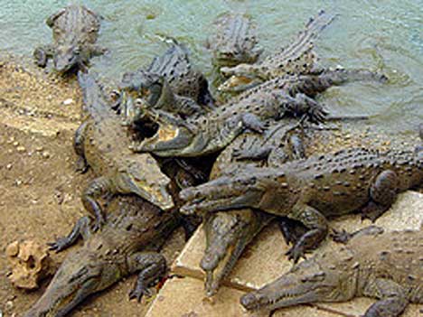File:Crocodiles 2sfw.jpg
