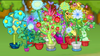 Dizzywood potted plants