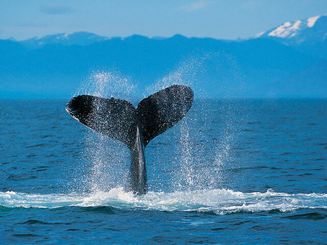 File:Humpback Whale.jpg