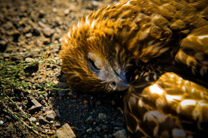 Hawk1
