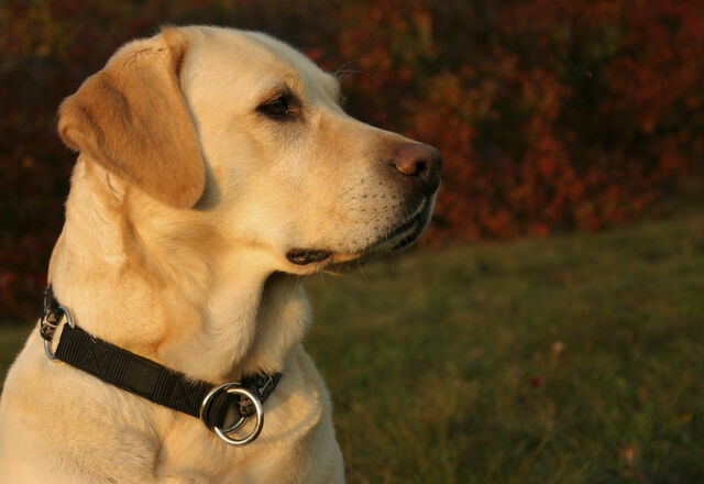 File:Autumn labrador.jpg