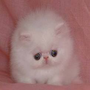 File:Puffball!!.png