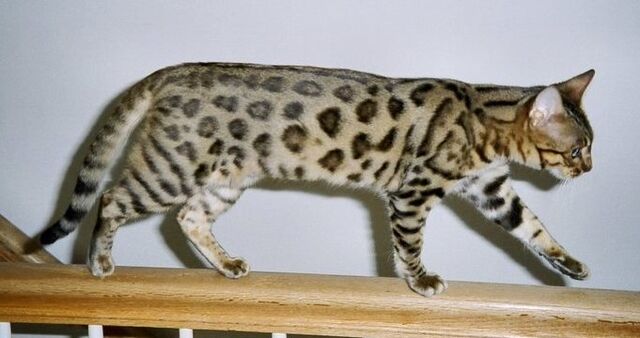 File:Bengal cat.jpg