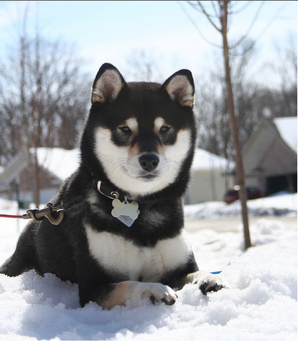 File:Black and tan shiba inu.png