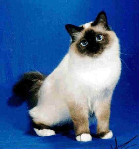 File:Birman-cat-facts-2.jpg