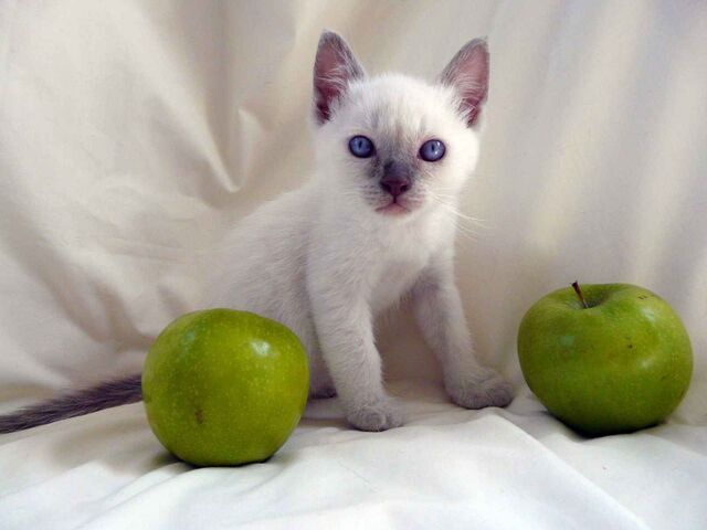 File:Lillac Point Siamese kitten.jpg