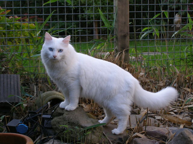 File:Turkish Van outdoors.jpg
