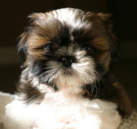 File:Shih Tzu puppy.jpg