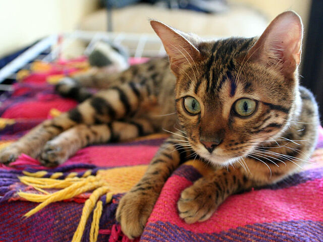 File:Bengal resting.jpg