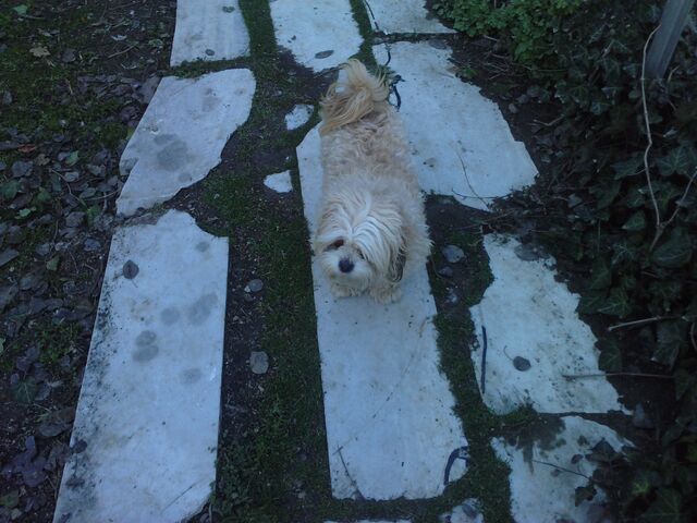 File:Bella in the country 2.jpg