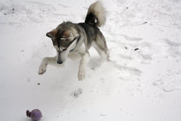 File:Huskytail.jpg