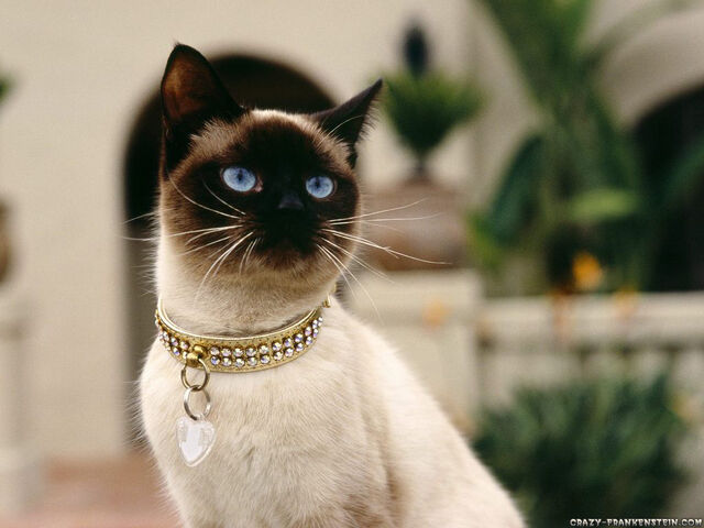 File:Siamese wallpaper.jpg