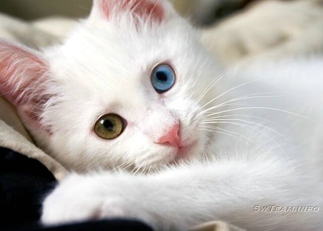 File:Turkish Van white kitty.jpg