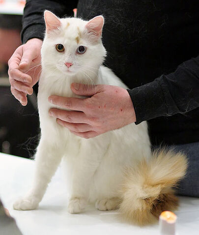 File:White Turkish Van.jpg