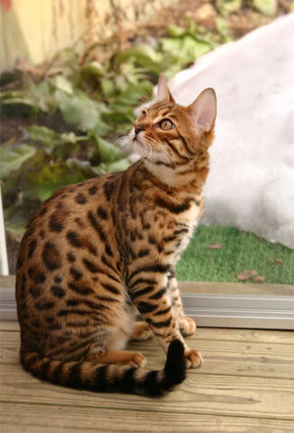 File:Bengal cat 5.jpg
