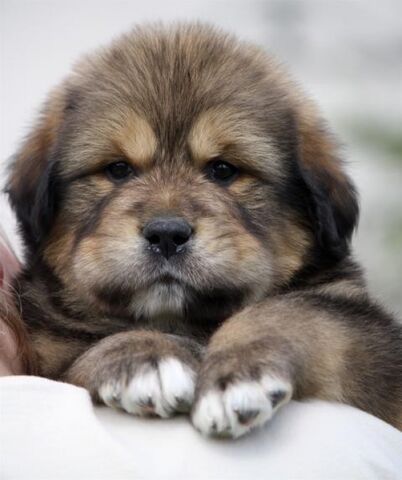File:L-Tibetan-Mastiff-puppy.jpg